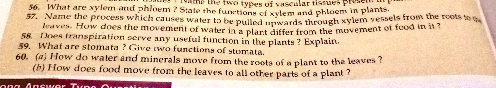 56. What are xylem and phloem ? State the functions of xylem and phloem in plants.
57. Name the process which causes water to be pulled upwards through xylem vessels from the roots to the
leaves. How does the movement of water in a plant differ from the movement of food in it?
58. Does transpiration serve any useful function in the plants ? Explain.
59. What are stomata ? Give two functions of stomata.
60. (a) How do water and minerals move from the roots of a plant to the leaves ?
(b) How does food move from the leaves to all other parts of a plant ?