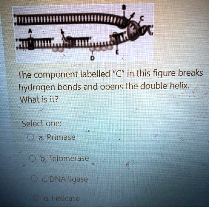 Solved The Component Labeled C In This Figure Breaks Hydrogen Bonds And Opens The Double 7544