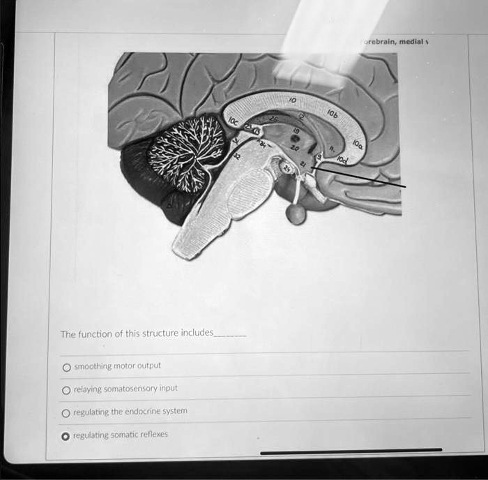 SOLVED The function of this structure includes Smoothing motor
