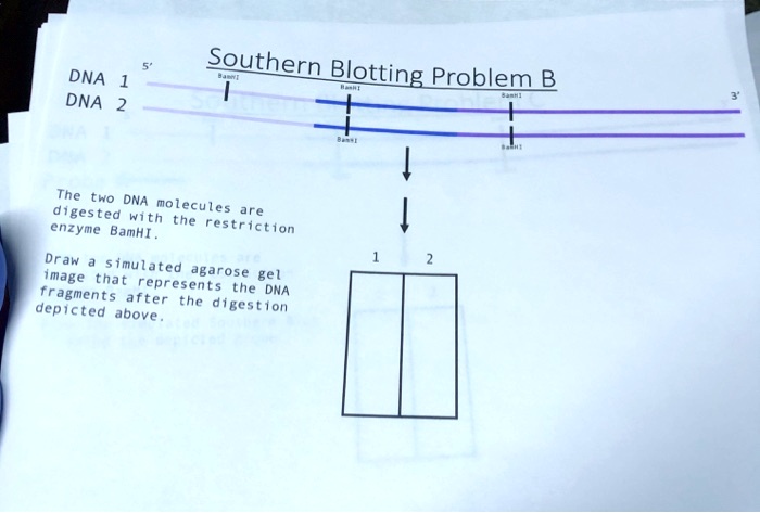 5' DNA 1 DNA 2 Southern Blotting Problem B BamHI BamHI BamHI BamHI ...