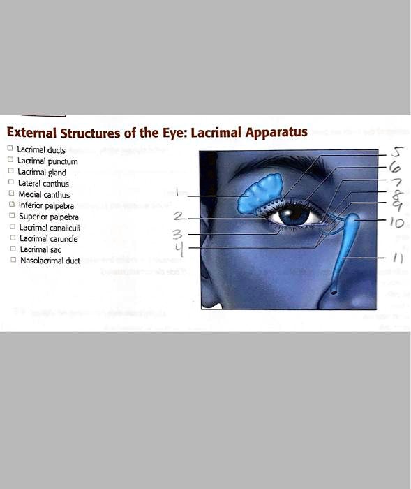 SOLVED: External Structures Of The Eye: Lacrimal Apparatus Lacrimal ...