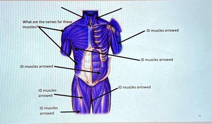 What are the nerves for these muscles? ID muscles arrowed ID muscles ...