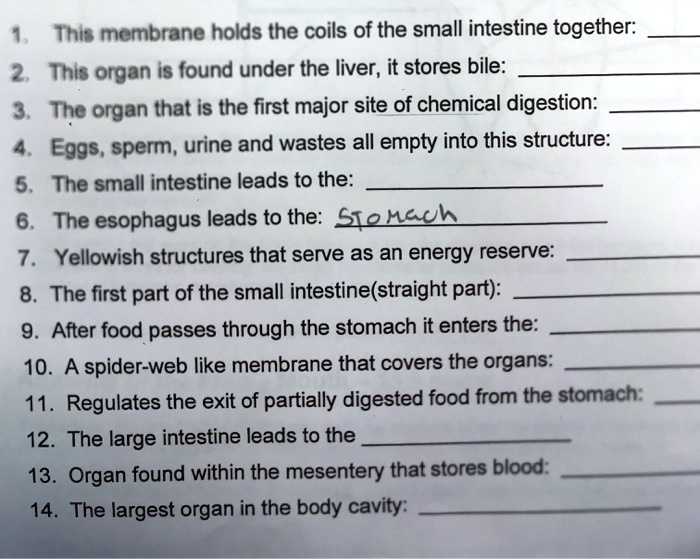 This membrane holds the coils of the small intestine together. 2. This
