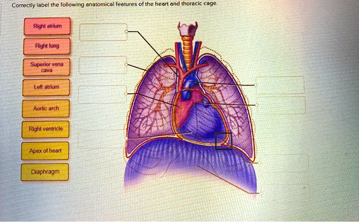 SOLVED: Correctly label the following anatomical features of the heart ...