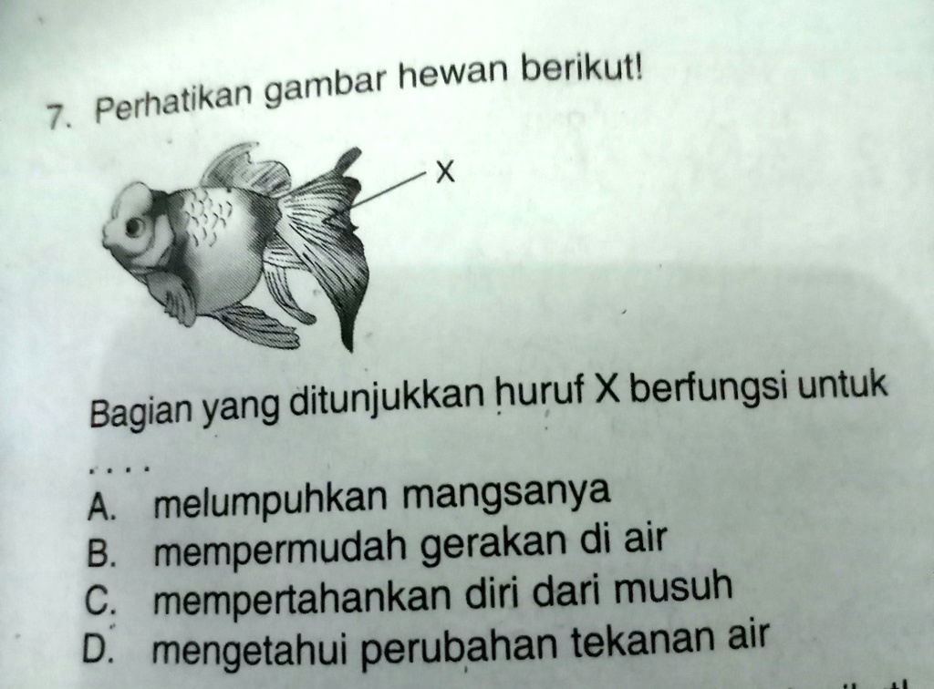 SOLVED: Bagian Yang Ditunjukkan Huruf X Berfungsi Untuk Gambar Hewan ...