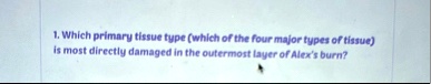 1 which primary tissue type which of the four major types of tissue is most directly damaged in the outermost layer of alexs burn 28699