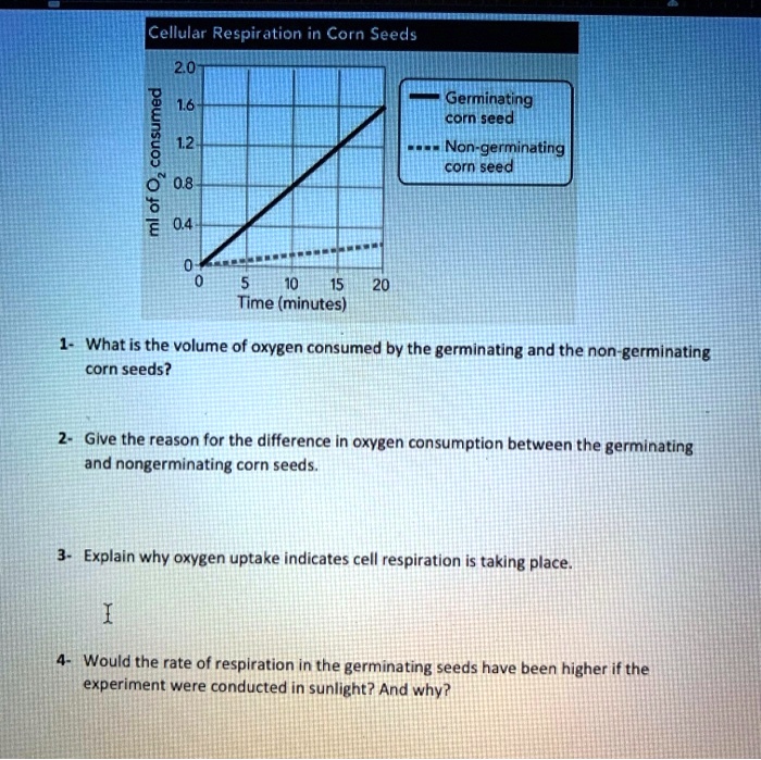 SOLVED Cellular Respiration in Corn Seeds 20 1 0" 08 " Germinating