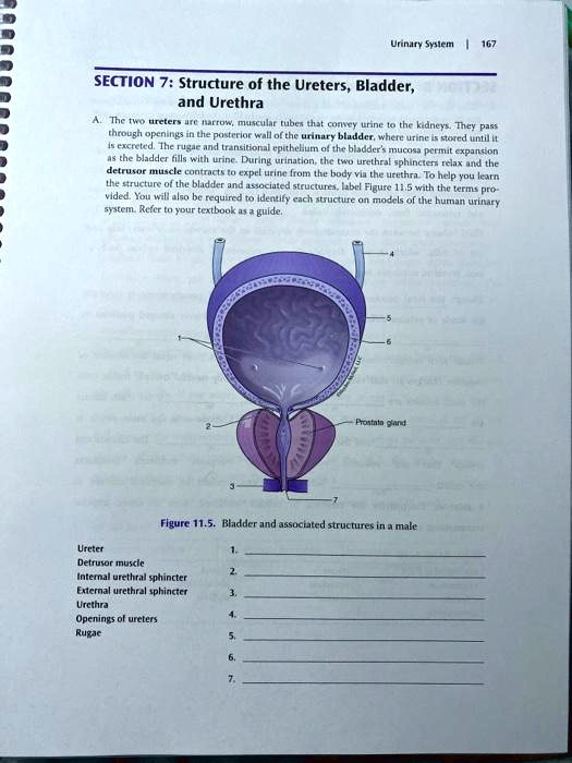 SOLVED Urinary System SECTION 7 Structure of the Ureters, Bladder