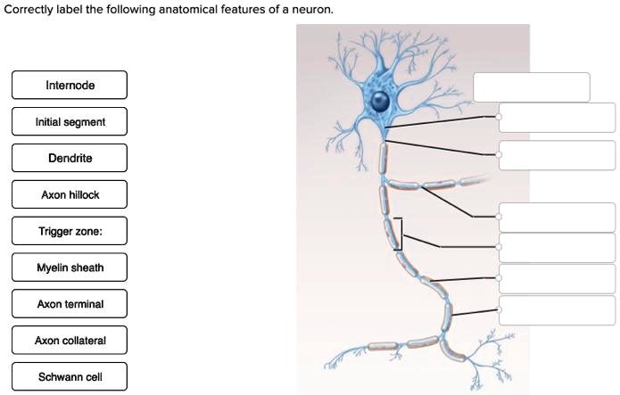 SOLVED: Correctly label the following anatomical features of a neuron