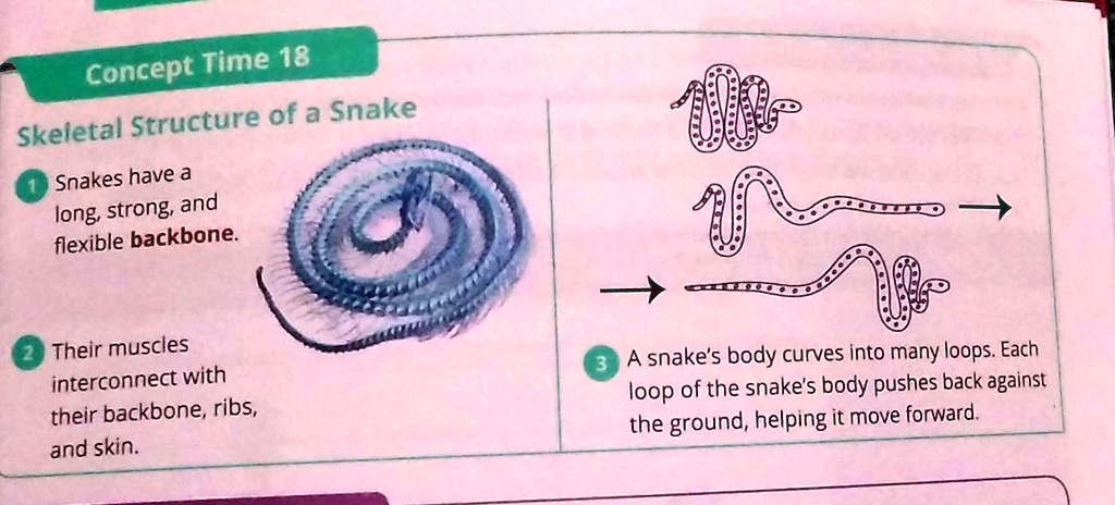 "Using a diagram explain how snake moves Concept Time 18 Skeletal ...