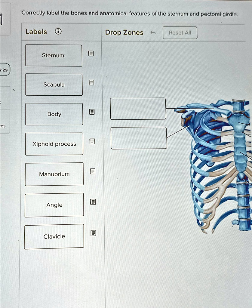 Correctly label the bones and anatomical features of the sternum and ...