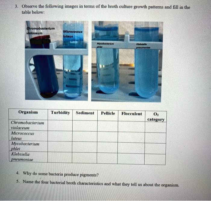 SOLVED Observe the following images in terms of the broth culture