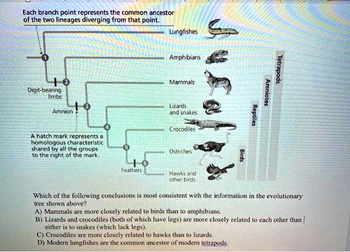 SOLVED Each branch point represents the common ancestor of the two