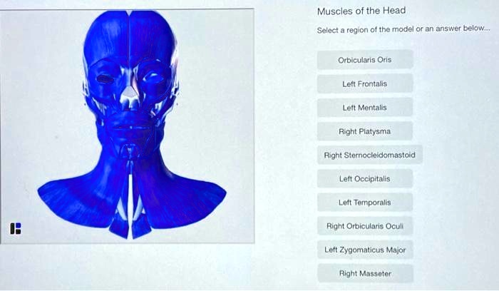 SOLVED Muscles of the Head Select a region of the model or an