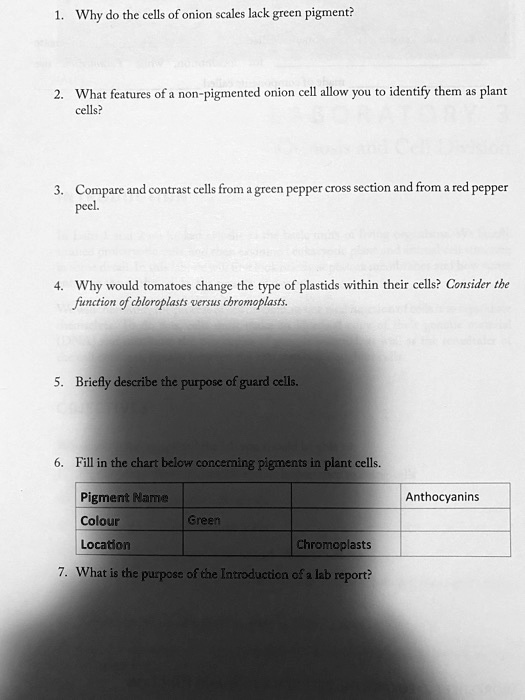 SOLVED Why do the cells of onion scales lack green pigment? What