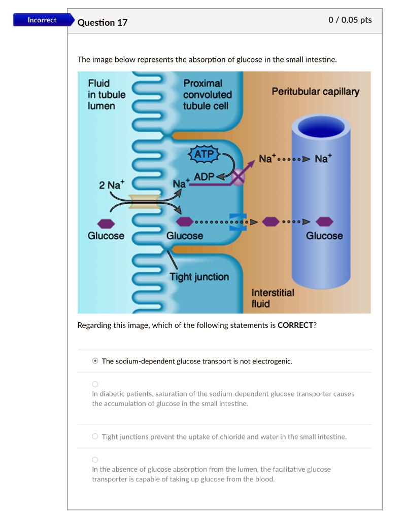 Which Of The Following Statements Regarding Glucose Absorption Is True Incorrect Question 17 0 / 0.05 pts The image below represents the
