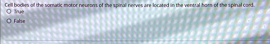 cell bodies of the somatic motor neurons of the spinal nerves are ...