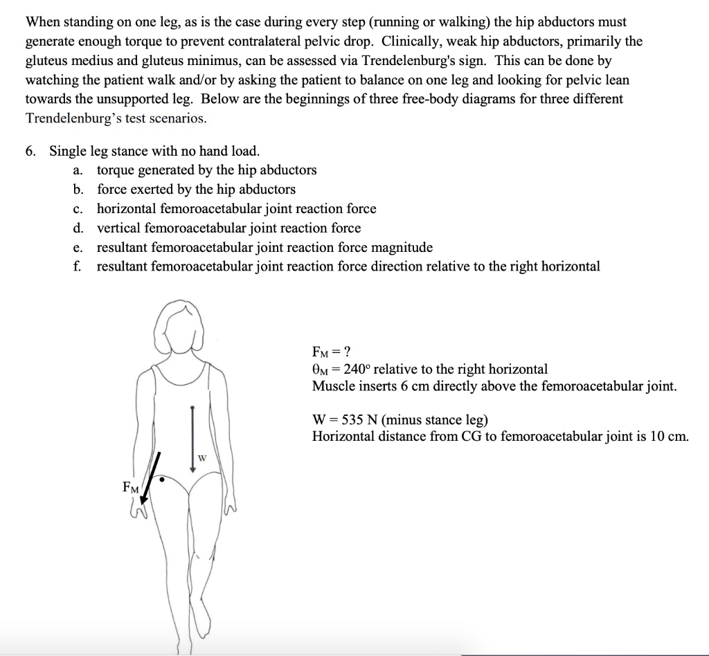 When standing on one leg, as is the case during every step (running or walking) the hip abductors must
generate enough torque to prevent contralateral pelvic drop. Clinically, weak hip abductors, primarily the
gluteus medius and gluteus minimus, can be assessed via Trendelenburg's sign. This can be done by
watching the patient walk and/or by asking the patient to balance on one leg and looking for pelvic lean
towards the unsupported leg. Below are the beginnings of three free-body diagrams for three different
Trendelenburg's test scenarios.

6. Single leg stance with no hand load.
a. torque generated by the hip abductors
b. force exerted by the hip abductors
c. horizontal femoroacetabular joint reaction force
d. vertical femoroacetabular joint reaction force
e. resultant femoroacetabular joint reaction force magnitude
f. resultant femoroacetabular joint reaction force direction relative to the right horizontal

FM = ?
?M = 240° relative to the right horizontal
Muscle inserts 6 cm directly above the femoroacetabular joint.

W = 535 N (minus stance leg)
Horizontal distance from CG to femoroacetabular joint is 10 cm.