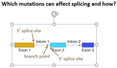 Which mutations can affect splicing and how?
5' splice site
Intron 1
Intron 2
Exon 1
Exon 2
Exon 3
branch point
3' splice site