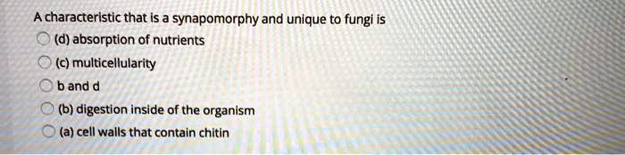 A characteristic that is a synapomorphy and unique to fungi is
(d) absorption of nutrients
(c) multicellularity
b and d
(b) digestion inside of the organism
(a) cell walls that contain chitin
