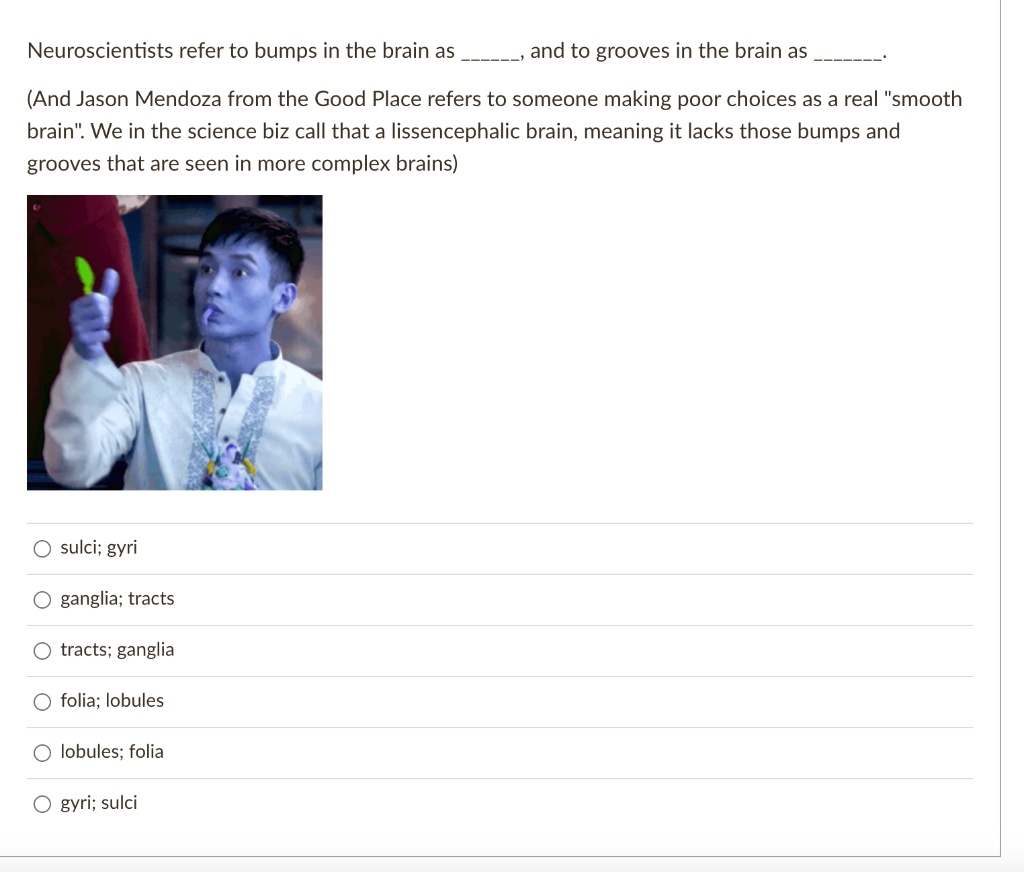 SOLVED Neuroscientists refer to bumps in the brain as gyri, and to