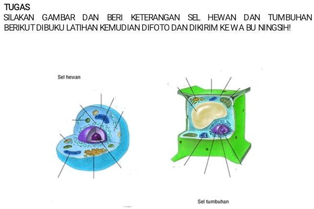 SOLVED: ipa = sistem organisasi kehidupan mahluk hidupsebutin namanya ...