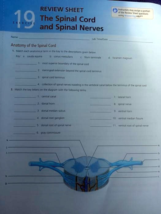 SOLVED: Text: REVIEW SHEET of the Review Sheet questions The Spinal ...