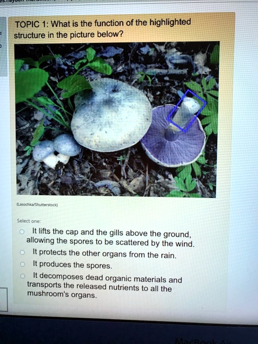 TOPIC 1: What is the function of the highlighted structure in the picture below?
(Lasochka/Shutterstock)
Select one:
It lifts the cap and the gills above the ground, allowing the spores to be scattered by the wind.
It protects the other organs from the rain.
It produces the spores.
It decomposes dead organic materials and transports the released nutrients to all the mushroom's organs.