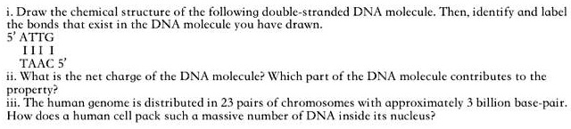 i. Draw the chemical structure of the following double-stranded DNA molecule. Then, identify and label the bonds that exist in the DNA molecule you have drawn.
5' ATTG
  | | | |
TAAC 5'
ii. What is the net charge of the DNA molecule? Which part of the DNA molecule contributes to the property?
iii. The human genome is distributed in 23 pairs of chromosomes with approximately 3 billion base-pair. How does a human cell pack such a massive number of DNA inside its nucleus?