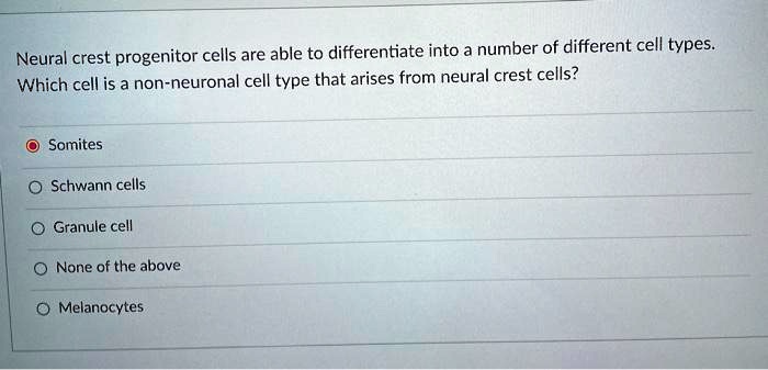 Neural crest progenitor cells are able to differentiate into a number of different cell types. Which cell is a non-neuronal cell type that arises from neural crest cells?

Somites
Schwann cells
Granule cell
None of the above
Melanocytes