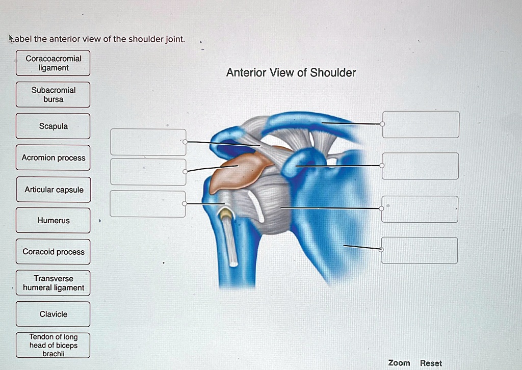 Aabel the anterior view of the shoulder joint. Coracoacromial ligament ...