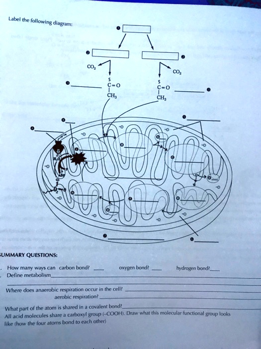 Solved label the following diagram summary questions how many ways