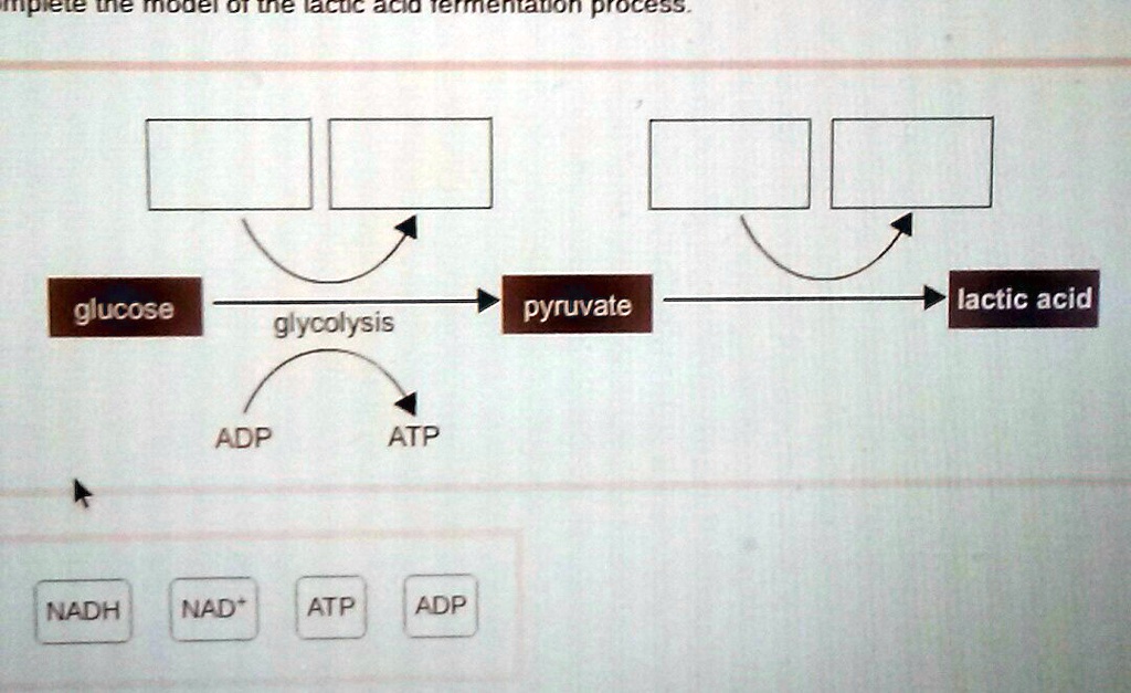 Complete the model of the lactic acid fermentation process.
glucose
glycolysis
pyruvate
lactic acid
ADP
ATP
NADH
NAD+
ATP
ADP