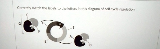 Correctly match the labels to the letters in this diagram of cell cycle ...