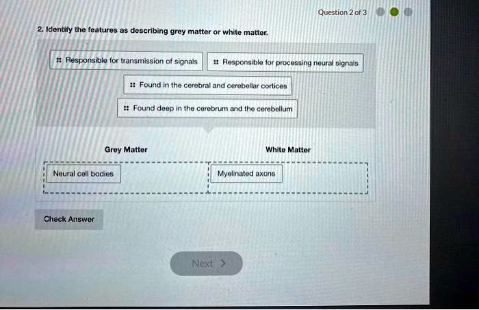 2. Identify the features as describing grey matter or white matter.
Responsible for transmission of signals
Responsible for processing neural signals
Found in the cerebral and cerebellar cortices
Found deep in the cerebrum and the cerebellum
Grey Matter
White Matter
Neural cell bodies
Myelinated axons
Check Answer
Next >