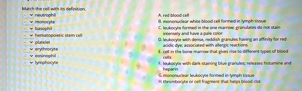 match the cell with its definition neutrophil monocyte basophil hematopoietic stem cell platelet erythrocyte eosinophil lymphocyte a red blood cell b mononuclear white blood cell formed in l 58722