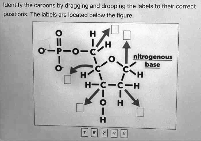 Identify the carbons by dragging and dropping the labels to their correct positions. The labels are located below the figure.
O
||
O- - P - O - CH2
|
O- C - O nitrogenous base
/ 
H C C - H
| | 
H - C - C - H
| |
O H
|
H
1' 5' 2' 4' 3'