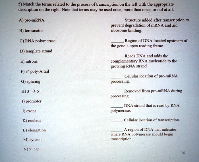 Solved: 5) Match The Terms Related To The Process Of Transcription On 