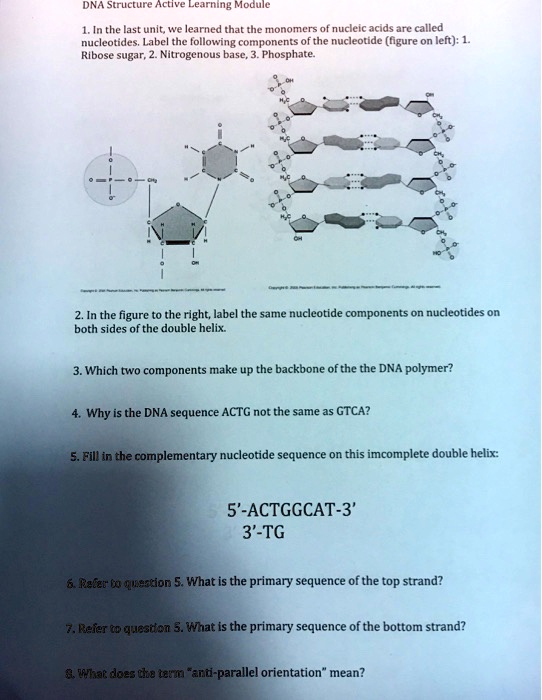 SOLVED:DNA Structure Active Learning Module 1. In the last unit learned ...