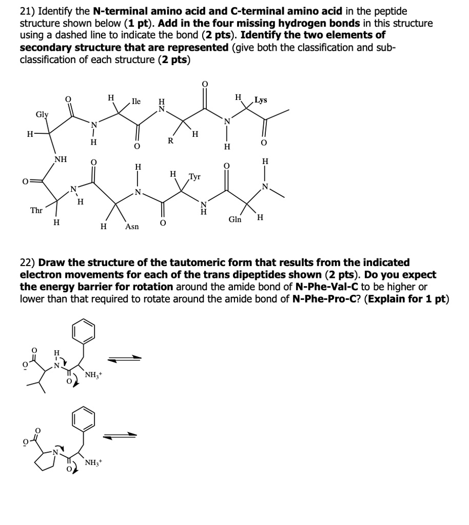 21 identify the n terminal amino acid and c terminal amino acid in the ...
