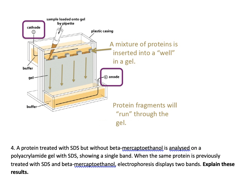 SOLVED Sample loaded onto gel by pipette. Cathode. Plastic casing. A
