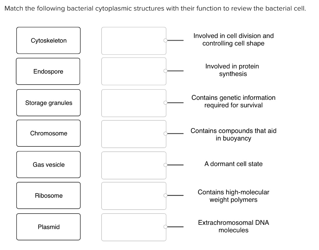 Match The Structure With Its Protective Function SOLVED: Match the following bacterial cytoplasmic structures with their