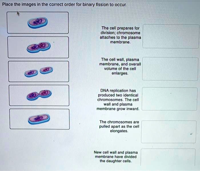 Place the images in the correct order for binary fission to occur.
The cell prepares for
division; chromosome
attaches to the plasma
membrane.
The cell wall, plasma
membrane, and overall
volume of the cell
enlarges.
DNA replication has
produced two identical
chromosomes. The cell
wall and plasma
membrane grow inward.
The chromosomes are
pulled apart as the cell
elongates.
New cell wall and plasma
membrane have divided
the daughter cells.