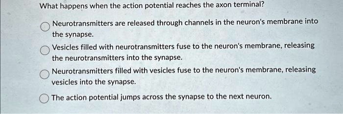 What happens when the action potential reaches the axon terminal ...