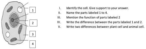 SOLVED: 'please answer the above question Identify the cell Give support to  vour answer; Name the parts labeled Mention the function of parts labeled 2  Write the difference between the parts labeled