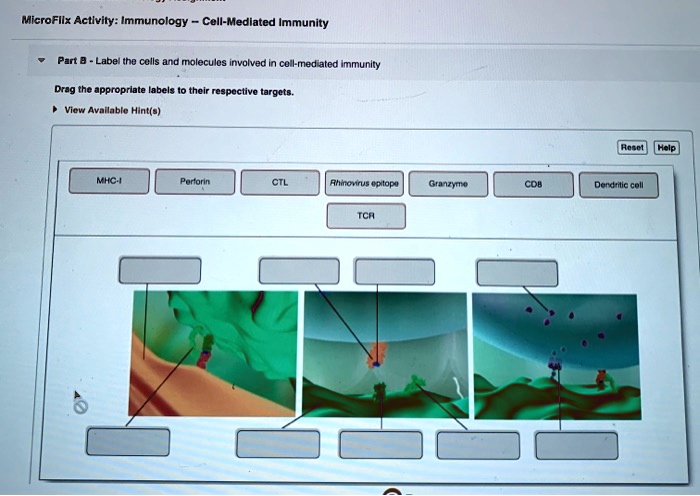 solved-microfllx-activity-immunology-cell-mediated-immunity-part