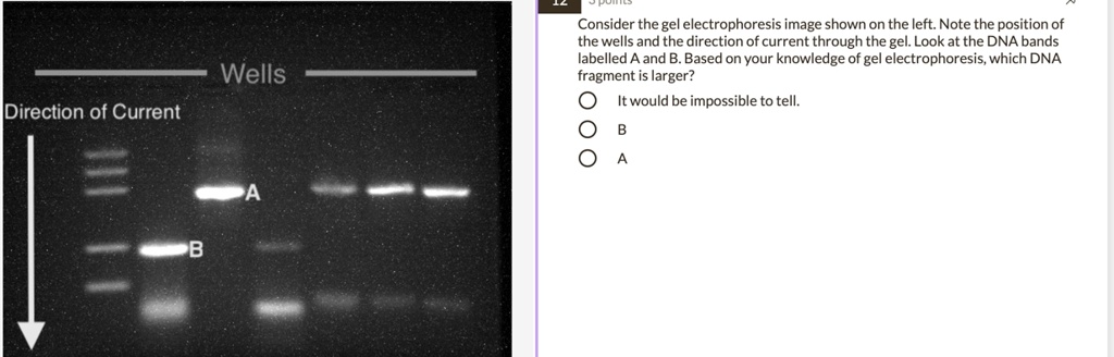 Consider the gel electrophoresis image shown on the left. Note the position of the wells and the direction of current through the gel. Look at the DNA bands labelled A and B. Based on your knowledge of gel electrophoresis, which DNA fragment is larger?
It would be impossible to tell.
B
A
Wells
Direction of Current