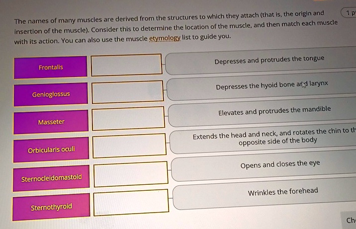 The names of many muscles are derived from the structures to...