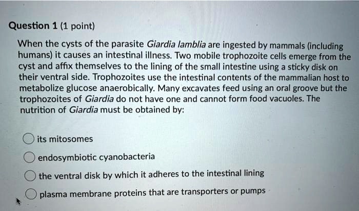 When the cysts of the parasite Giardia lamblia are ingested by mammals (including humans) it causes an intestinal illness. Two mobile trophozoite cells emerge from the cyst and affix themselves to the lining of the small intestine using a sticky disk on their ventral side. Trophozoites use the intestinal contents of the mammalian host to metabolize glucose anaerobically. Many excavates feed using an oral groove but the trophozoites of Giardia do not have one and cannot form food vacuoles. The nutrition of Giardia must be obtained by:
its mitosomes
endosymbiotic cyanobacteria
the ventral disk by which it adheres to the intestinal lining
plasma membrane proteins that are transporters or pumps