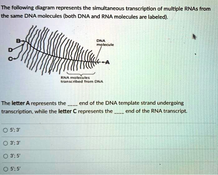 The following diagram represents the simultaneous transcription of ...